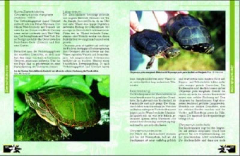 Preview: Schildkröten im Gartenteich